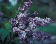Common lilac,