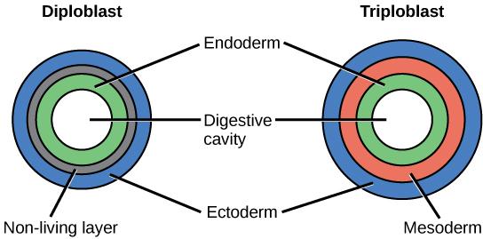 During embryogenesis, diploblasts develop two embryonic germ layers: an ectoderm and an endoderm. Triploblasts develop a third layer the mesoderm between the endoderm and ectoderm.