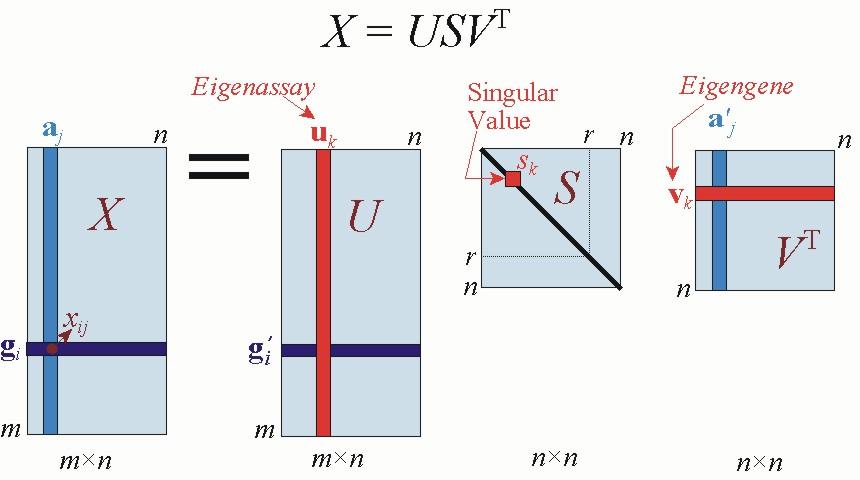 X = USV T Left singular vector Singular value Right singular vector V = [v 1,..., v r, v r+1,..., v n ] is orthogonal with v i s eigenvectors of X T X.