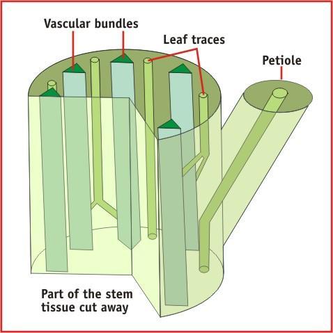 In the dicotyledonous stem, the vascular bundles and leaf traces form a girder system supporting the stem.