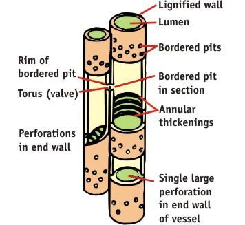 Both types of cells are dead at functional maturity, (i.e. only the cell wall remains) which aids flow. They are both elongated in shape, also an advantage for flow of water.