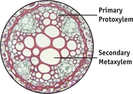 b) Secondary Xylem / Metaxylem These cells are heavily lignified with many layers of spiral and annular thickening, which often gives rise to a reticulate form of strengthening.