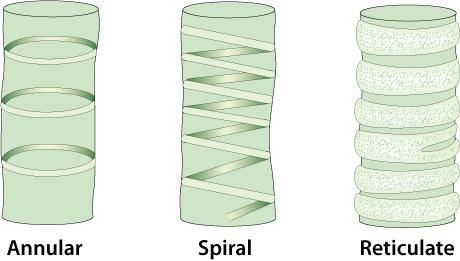 Figure 16: Secondary Thickening in Xylem In many trees and shrubs, the non-functioning, oldest xylem tissues at the centre of the stem become filled with resins and tannins