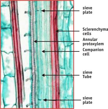 The picture below shows a longitudinal section of phloem tissue in Maize (Zea mays).