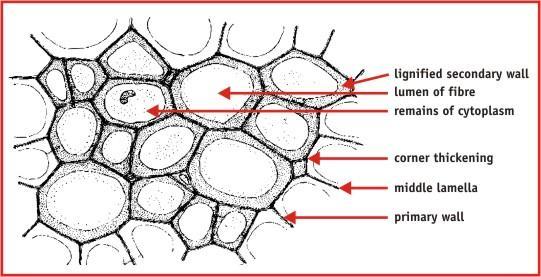 Lignin is laid down in layers behind the cell wall, and the cytoplasm and nucleus are forced into the centre and are eventually lost, thus creating an empty lumen in the centre of the cell.