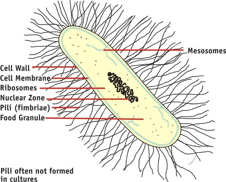 Figure 1: Prokaryotic cell (Bacteria) Eukaryotic cells e.g. protists ( single cell organisms), fungi, plants and animals.