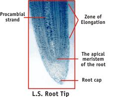 Figure 37: Zones of division, elongation and differentiation in the Shoot Apex of a Dicotyledon Plant Growth at the Root Tip The root apical meristem produces daughter cells to