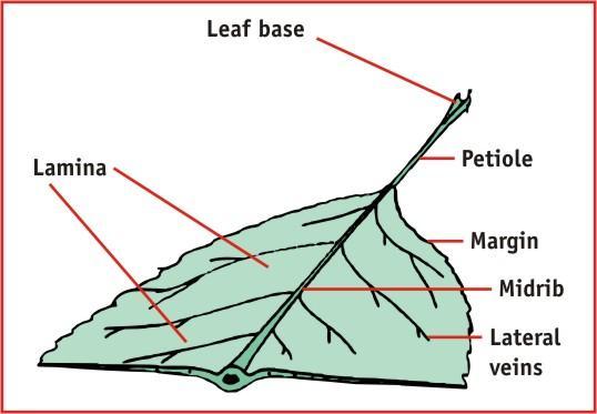 Dicotyledon Leaf Structure External structure of a leaf This diagram will remind you of the basic morphology of a leaf.
