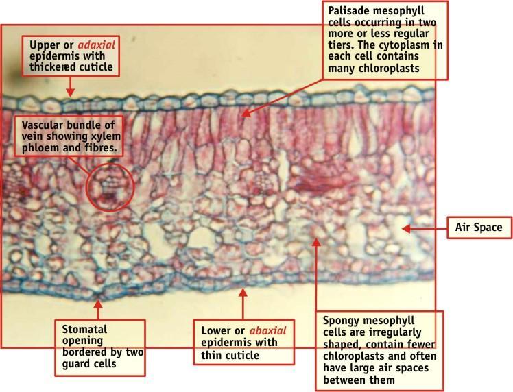 The lower epidermis has a thinner cuticle and stomatal pores which open during the day to allow gases to move in and out for use in photosynthesis and respiration.