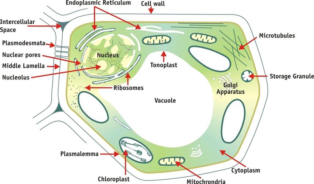 Plant Cell Structures The diagram below shows the main structures found in a plant cell. You may find it useful to refer back to this as you read about the various structures in the next few pages.
