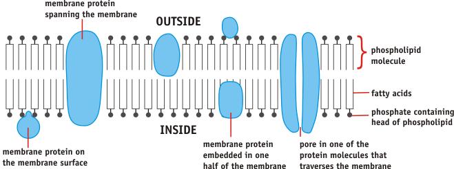 The Cell Membrane or Plasmalemma The cell membrane is in close contact with the cell wall and the cytoplasm.