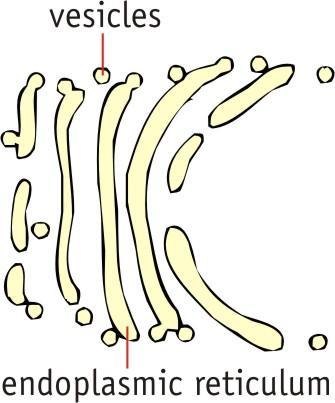 The bound and free ribosomes are structurally identical consisting of protein and RNA. The Golgi Apparatus or Golgi Body The golgi apparatus consists of a stack of flattened membranous sacs.