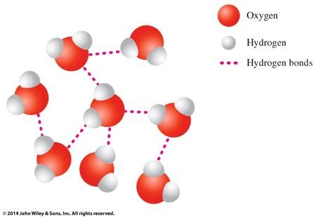 The Hydrogen Bond Hydrogen bonds: one type of strong intermolecular force/attraction between molecules.