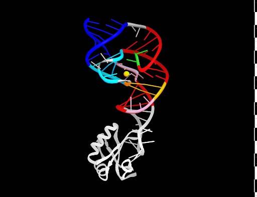 RNA autocatalysis Lipid RNA DNA RNA PROTEIN RNA World hypothesis RNA may have been the first self-replicating precursor to