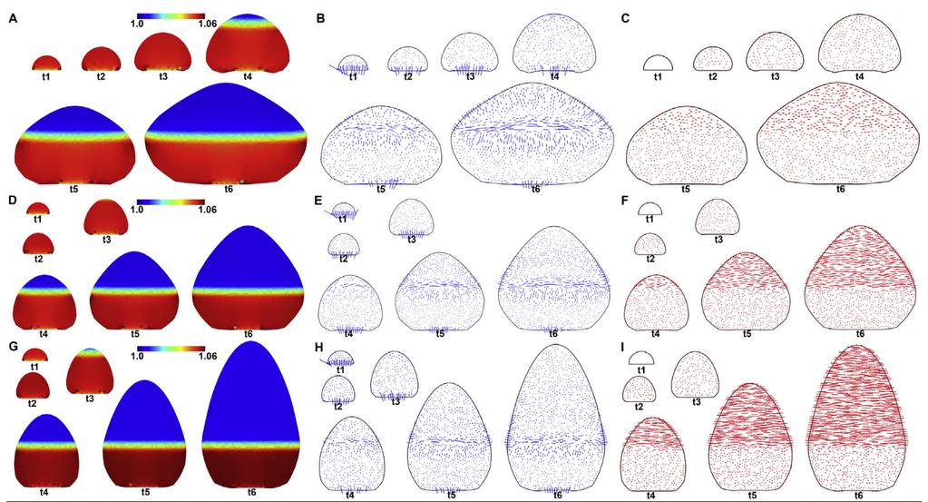 A Mechanical Feedback Restricts Sepal Growth and Shape in Arabidopsis Computational Biology