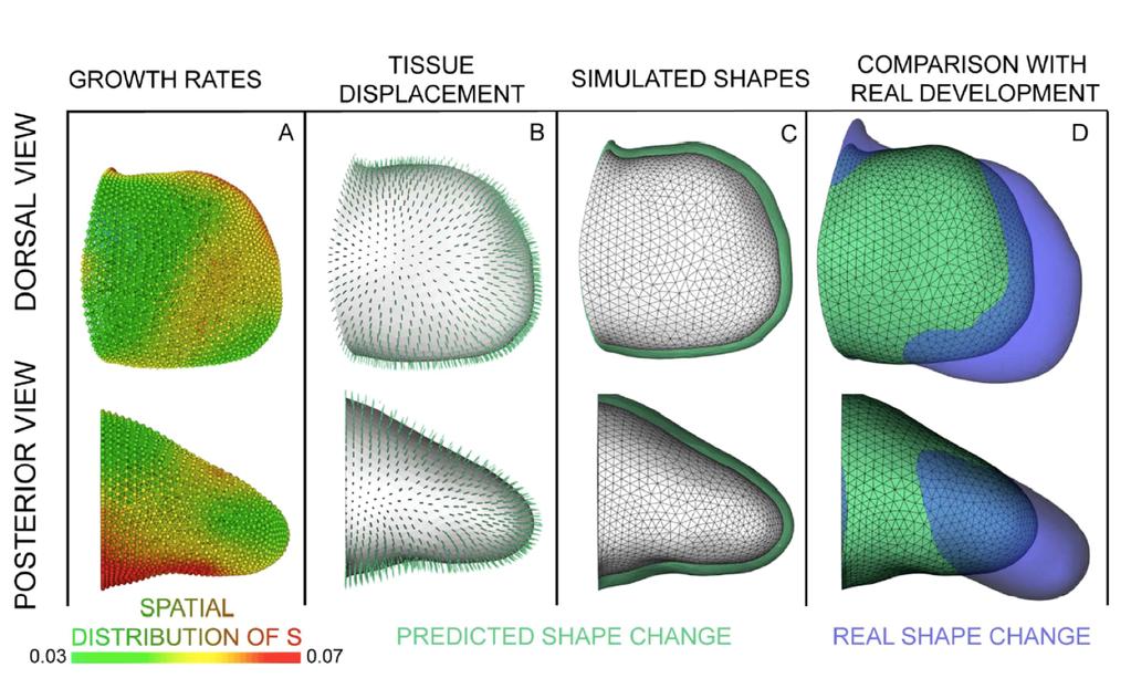 Proliferation insufficient predictor of shape change Computational Biology Group