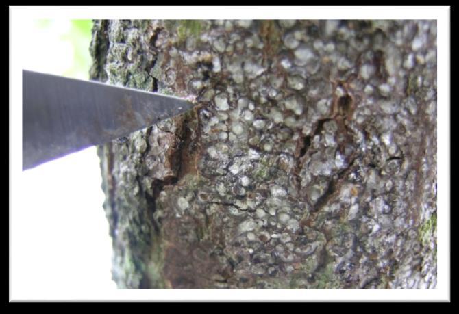 Scale Insects on Pecan A large group of minute