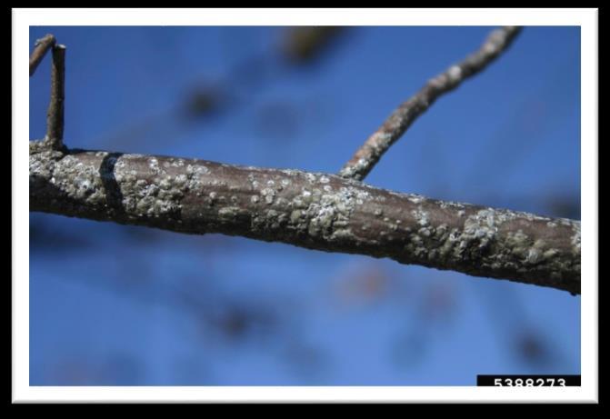 species of scale insects attack pecan Most