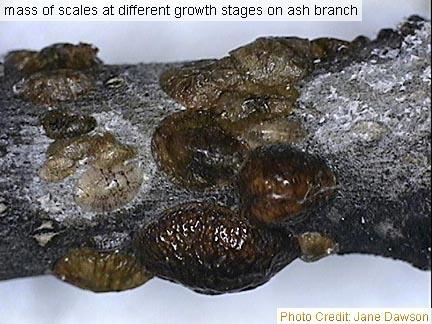 Armored Scale Insects Armored scale insects live under a protective scale made from wax