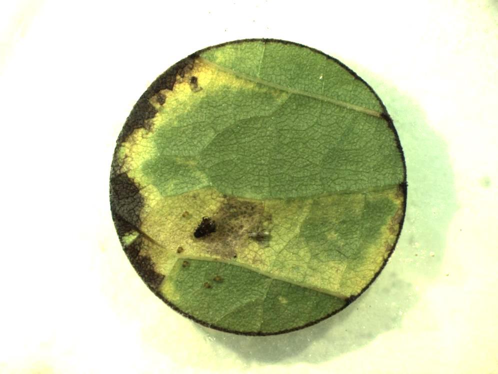 Importance of Leaf Chlorosis on Black Pecan Aphid Development and