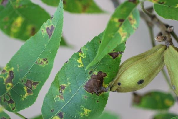 Managing the Black Pecan Aphid using Gibberellic Acid (ProGibb LV Plus) General Guidelines: 1) Do not apply before mid-july.