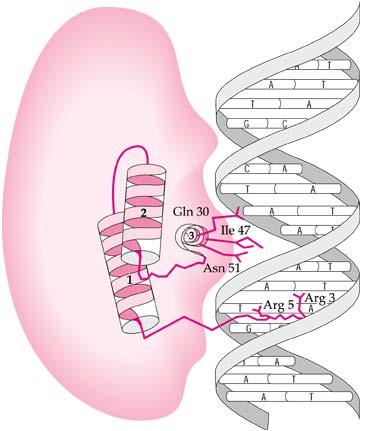 Homeodomain (homeobox) DNA binding motif is like the prokaryotic helix-turn-helix (lac repressor) The homeodomain of the Engrailed protein binds to a particular site in the DNA.