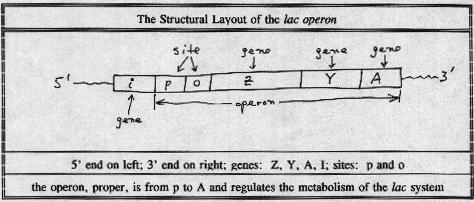 The lac operon The "o" site is the operator site. It is adjacent to the structural genes that is regulates. It is 27 base pairs long, more or less. It has a two-fold axis of symmetry about 21 bp's.