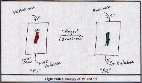 The Light Switch Analogy for P1 and P2 In short, arabinose acts like electrons flowing to a light switch.