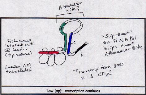 When tryptophan levels are low, however, the mechanism is altered to permit transcription of the trp operon.