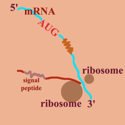 Near the 5' end of the mrna is a sequence of nucleotides called the signal codons.