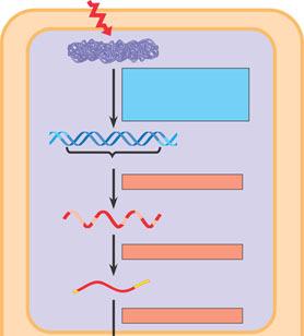 Signal NUCLEUS Chromatin DNA Cap RNA Degradation of mrna Gene Chromatin modification: