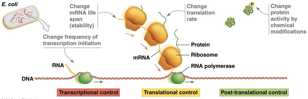 Regulation of Gene Expression Gene expression can be regulated: During transcription (transcriptional