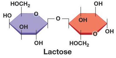 monomers, glucose and galactose, using the enzyme
