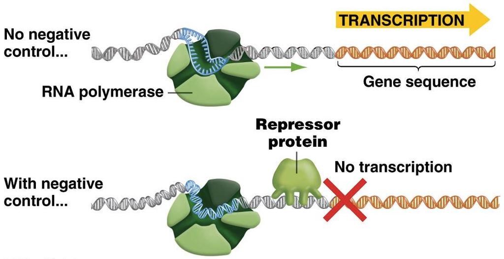 Negative Control of Transcription Negative control occurs when: A regulatory protein (a repressor) binds to DNA and decreases the rate of