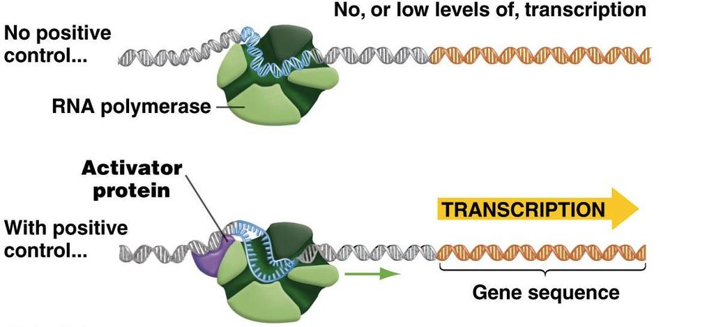 Positive Control of Transcription Positive control occurs when: A regulatory protein (an