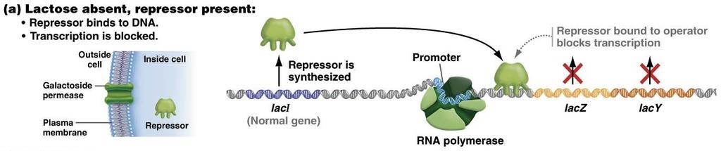 Negative Control of lacz and lacy Gene Expression The laci gene codes for a repressor that