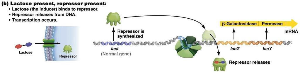 Negative Control of lacz and lacy Gene Expression In the presence of lactose: Lactose binds to the repressor.