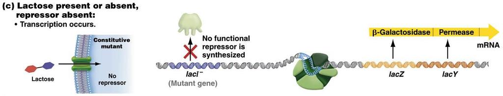 Negative Control of lacz and lacy Gene Expression If the laci gene is mutated (laci- mutants): No functional repressor is synthesized.