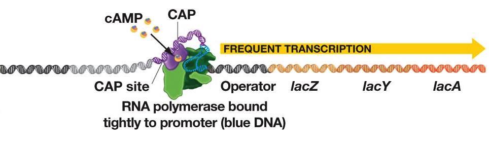 Positive Control of the lac Operon Binding of CAP (an activator protein) to the CAP site (a DNAregion) just upstream of the lac