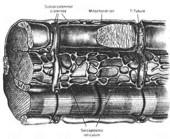 Sarcomeres in Cardiac Muscle (Fawcett & McNutt 1969) Sarcoplasmic reticulum Terminal cisternae Mitochondrion