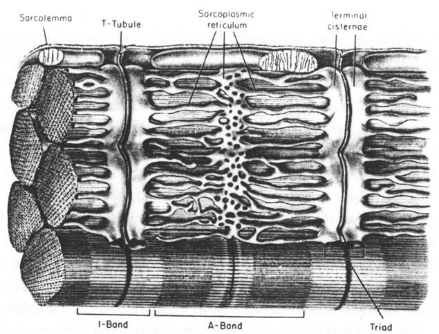 System - Page 7 Sarcomeres in Skeletal Muscle (Fawcett & McNutt 1969) Sarcolemma Transverse tubule Sarcoplasmic