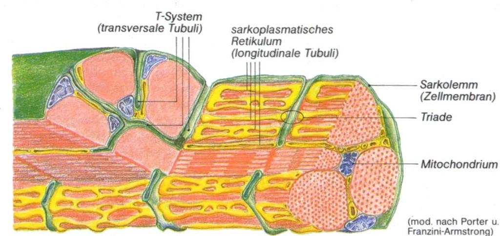 Sarcotubular System T system (transverse tubule) Sarcoplasmic reticulum (longitudinal tubule) Sarcolemma (cell membrane) Triad (skeletal muscle) Dyad (cardiac muscle) Mitochondrion (modified from