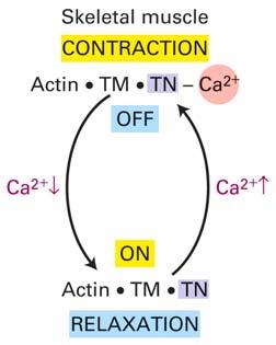 Page 13 Regulation of Force Tn: Troponin Tm: Tropomyosin (Modified from
