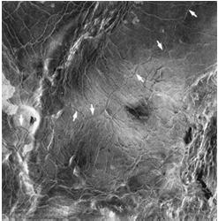 Volcanic Features on Venus Lakshmi Planum and Maxwell Mountains Radar