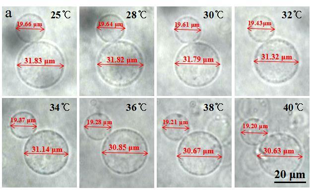 S12 (a) Optical microscopy images of BSA-NH 2 /PNIPAAm proteinosomes containing sodium alginate from 25 to 40 showing the effect of temperature on the proteinosomes. The formation process of hydrogel.