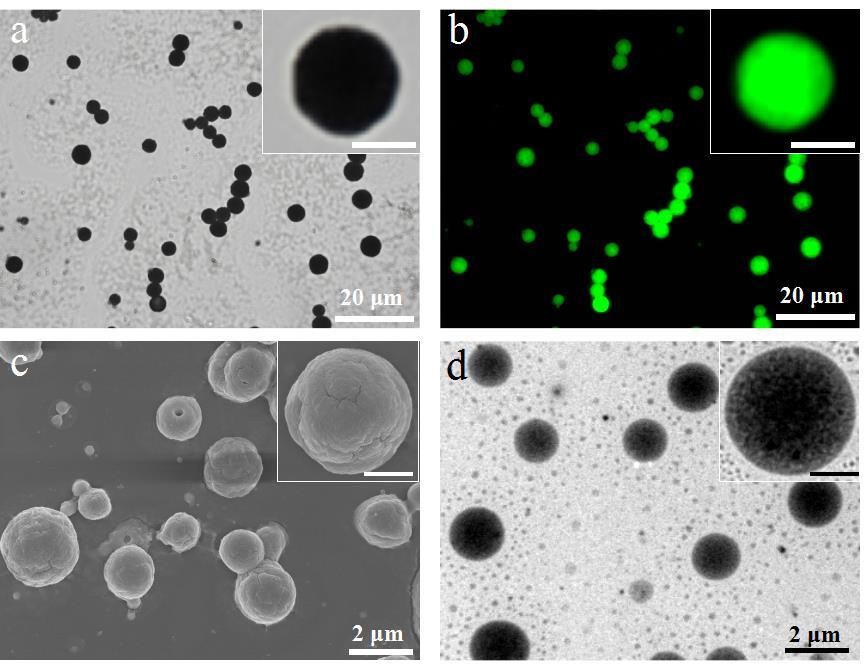 Fig. S15 Optical (a) and fluorescence (b) microscopy images of proteinosomes with loaded CaAlg hydrogel after drying in air; SEM (c) and TEM (d) images of proteinosomes with loaded CaAlg.