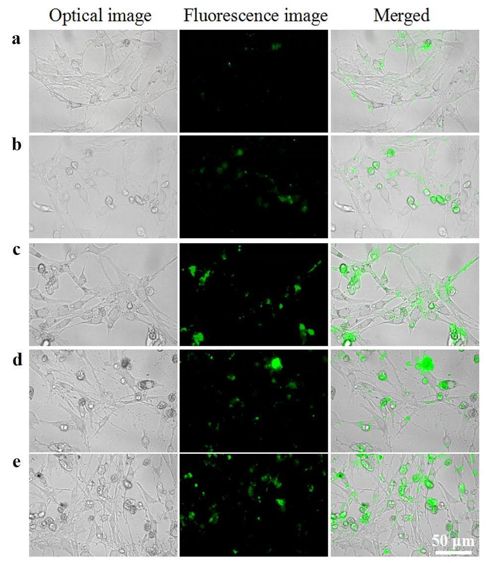 Fig. S19 Concentration-dependent cellular uptake behaviors of NIH 3T3 cells.