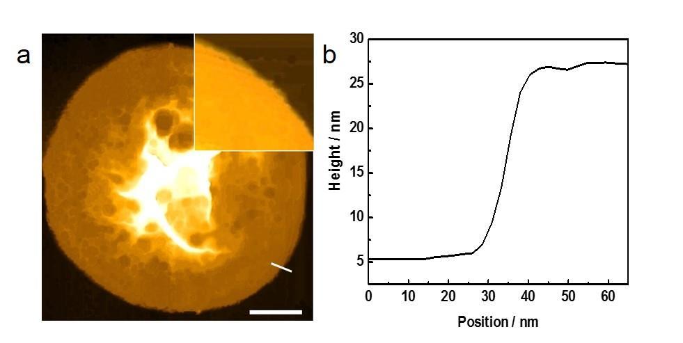 Fig. S5 AFM image (a) of a dried proteinosome, and the corresponding height plot (b) to the white line in (a). Scale bar is 200 nm.