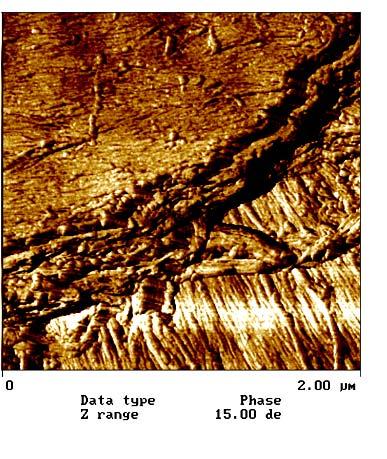 Imaging a wood cell Cell wall layers schematic