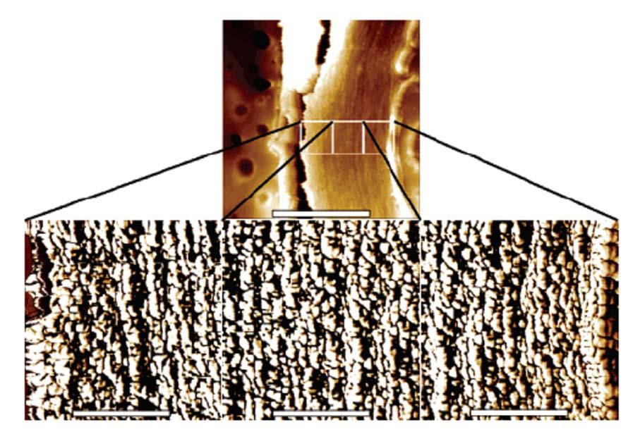 Microfibril aggregates Individual microfibril* width in wood: 3-4 nm Microfibrils tend to form aggregates of ca.